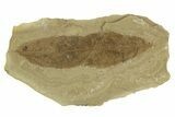 Detailed Fossil Leaf (Allophylus) - Green River Formation, Utah #331862-1